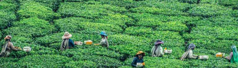 Group of workers in tea field